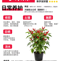 🌶️小米椒养护｜新手必看！结果爆盆