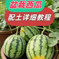 盆栽西瓜配土教程✨不烂根不徒长