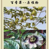 “果汁之王”:鸡蛋果(百香果)