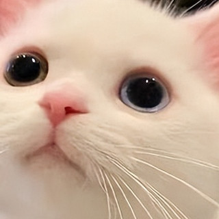 猫咪偏瘦想发腮？2026年5月长肉猫粮排行榜，科学配方才是关键