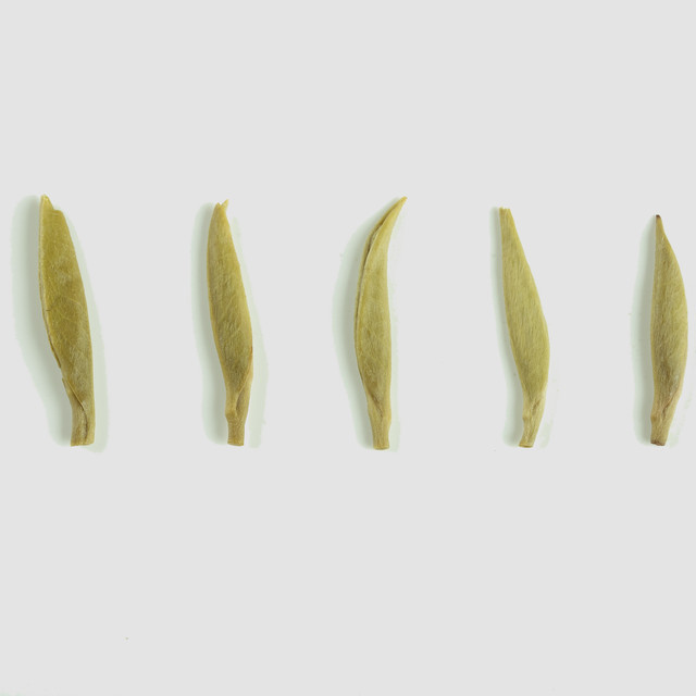 好喝的茉莉花茶推荐？2026年这几个牌子值得买
