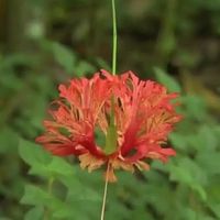 红茶适合哪些场合与季节饮用？