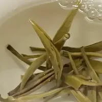 喝茶测评|茉潮-茉莉花茶