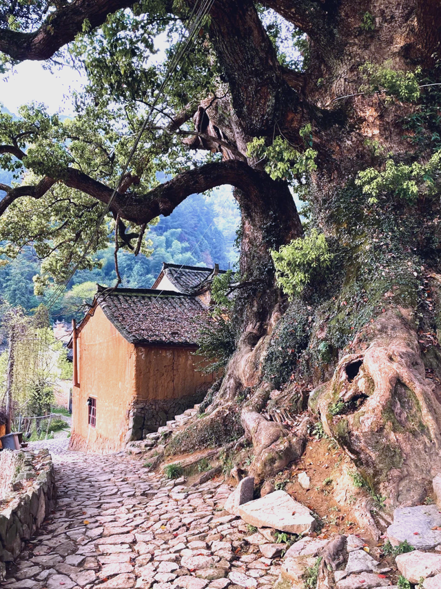 五一游浙江松阳古村落群 小众秘境游玩攻略