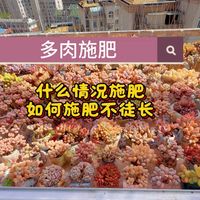 多肉施肥干货｜新手零失败教程