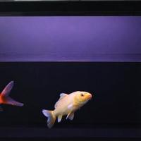 当贝2S Ultra怎么样?对比画法几何M1 Ultra后发现这几点差距很大