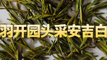 芳羽开园头采安吉白茶测评，鲜甜、回甘，表现不错 