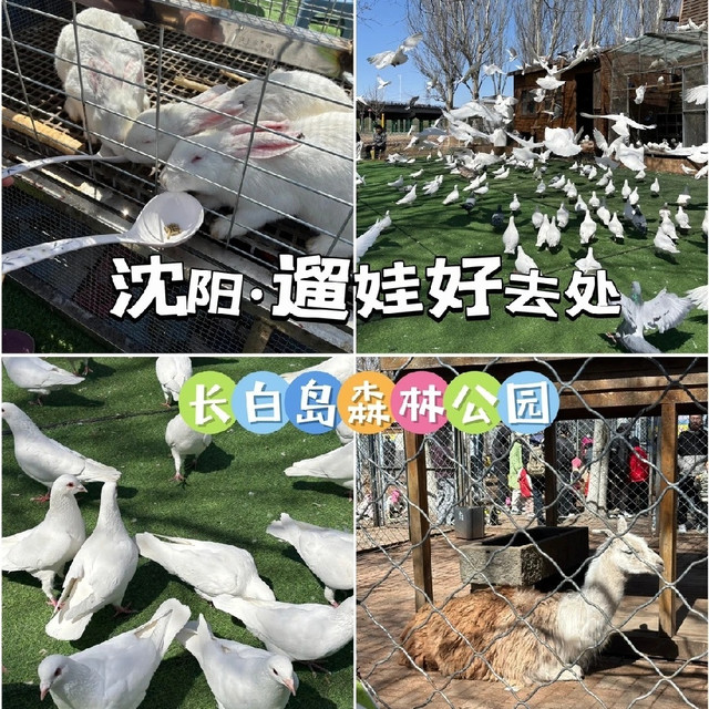 沈阳遛娃零成本宝藏地｜长白岛森林公园全攻略，玩一整天不重样