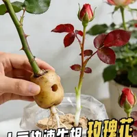 玫瑰土豆扦插法解析：原理、步骤与养护观察