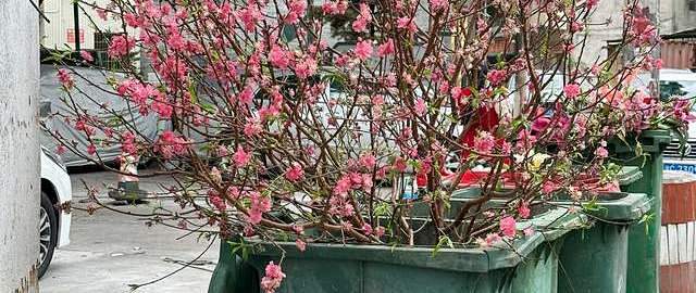 哪怕再喜欢，这几种“被遗弃的花草”也别往家搬了，不是迷信！