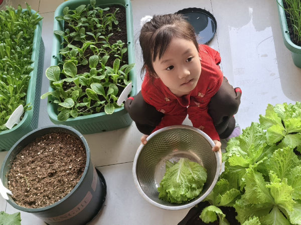 东北阳台生菜大丰收啦！
