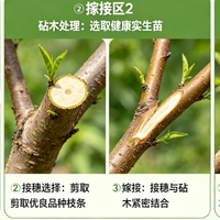 播种、嫁接与高压法种桃树