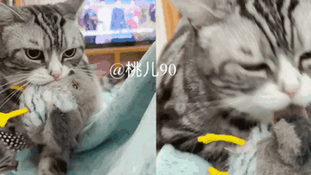 今天必须让其他铲屎官知道，猫猫也有自己的阿贝贝 