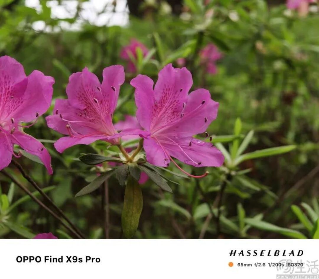OPPO Find X9s Pro评测:更精致的哈苏小旗舰