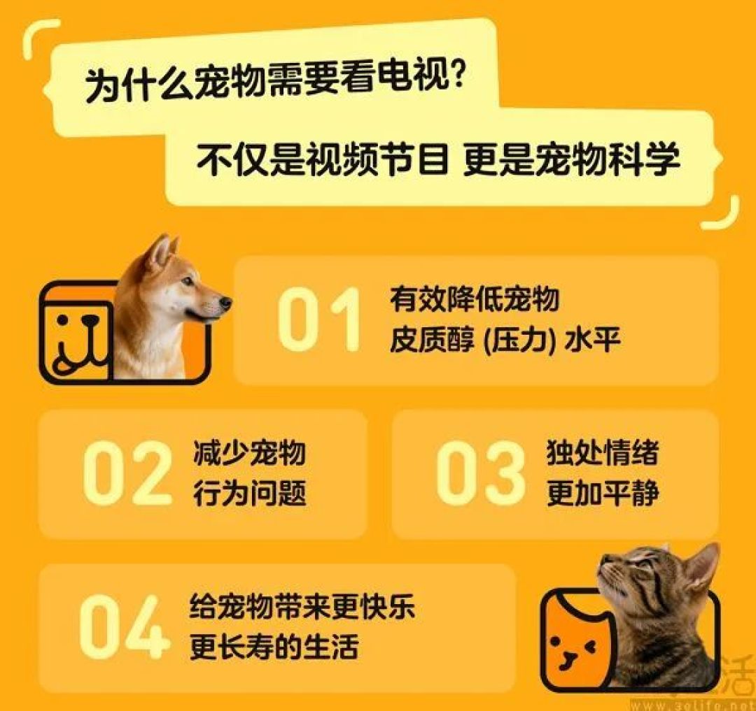 腾讯视频上线宠物TV频道，毛孩子们也能宅家追剧