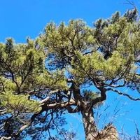 林俊杰巡演穿的COOGI × Supreme联名夹克太帅了！怎么搭明星酷感