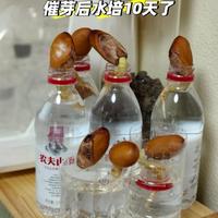 被“榴莲核的威力”惊呆了，泡水里100天，长成“小树桩”