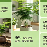 文竹的环境与施肥技巧