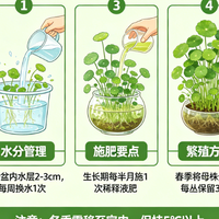 铜钱草养护技巧全解析
