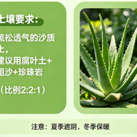芦荟养护技巧：土壤与环境