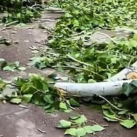 杨絮柳絮梧桐雨，出门如同“渡劫”！为何不能全砍光？
