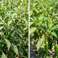 辣椒种植不用多施肥，地里放上常见的物料，挂果量能大幅提升