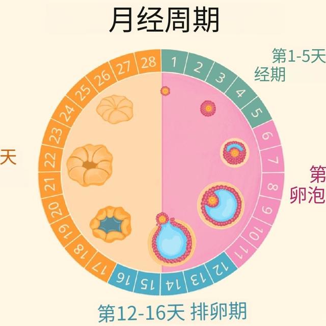 网传「智能戒指 AI 避孕」在欧美爆火，是什么原理？比传统措施有效是真的吗？