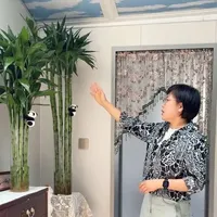 富贵竹直立养护指南：容器选择与三点支撑法
