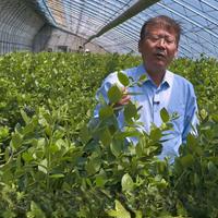 选品种需要服从种植者的需求，种植者不提需求，而指望别人给你选出一个完美无缺的品种是一件不可能的事。