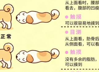 萨摩耶偏瘦怎么吃胖？萨摩耶狗粮哪个牌子好长肉一些？
