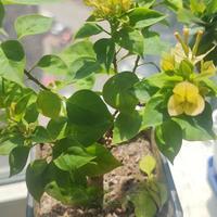 三角梅不断落花落叶，别忽视了盆土
