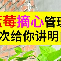 蓝莓摘心管理，一次性给你讲明白