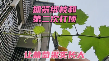 葡萄果穗正在长大，第二次打顶摘卷须抹副梢，让果实获得更多养分