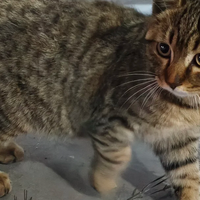 猫咪泌尿道处方粮怎么选？2026年值得关注的5款处方粮对比