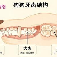 狗狗的饮食禁忌都有什么？