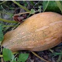 告别买种子！8种易留种蔬菜，种菜零成本