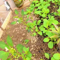 🌶️辣椒新手必看｜0失败保姆级教程！