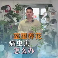 室内花卉虫害综合防治指南