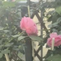家庭院落如何布置
