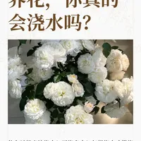 养花新手如何正确浇水