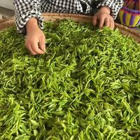 纯手工茶么样炒?今天说说纯手工茶的制作工艺|星光高山茶2026