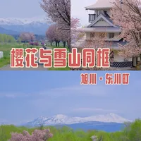 北海道·旭川最佳赏樱线路🌸