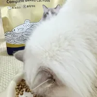 诚实一口小金袋烘焙猫粮喂养分享