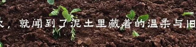 山野食趣丨周末上山遛娃，意外解锁江南“头等野菜”马兰头，简单凉拌抢着吃