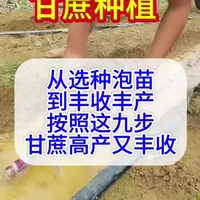 甘蔗种植九步法：从选种到采收的关键技术要点