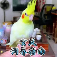 玄凤鹦鹉饲养全攻略：从选鸟到日常维护