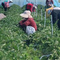 廊坊固安：小秧苗“育”出致富新“薯”光