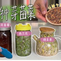 4款芽苗菜全记录🌱泡种→爆瓶+3种吃法
