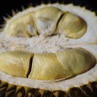 【健康】女子吃榴莲后喝酒，意识模糊、呼吸衰竭？榴莲大量上市，小心这种危险搭配
