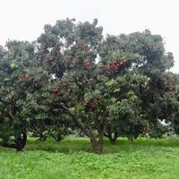 中国荔枝天花板，你吃过几种？